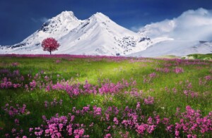 Essence of Nature Music